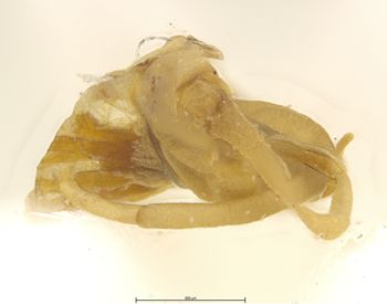 Media type: image; Entomology 11254   Aspect: genitalia